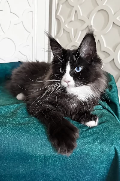 Cucciolo Maine Coon disponibile