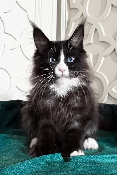Cucciolo Maine Coon disponibile | Foto 0