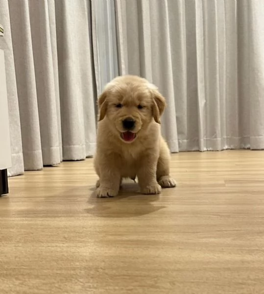 Disponibile cucciolo di Golden Retriever.