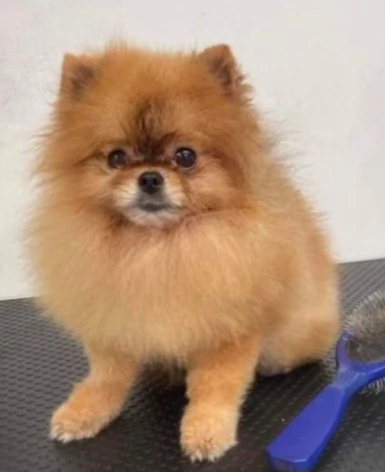 Splendidi Cuccioli di Pomerania 