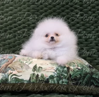 Splendidi Cuccioli di Pomerania  | Foto 0