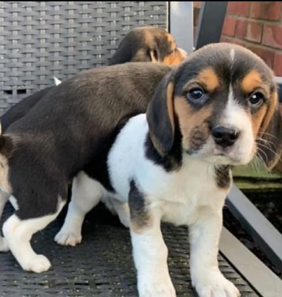 Cuccioli di Beagle,