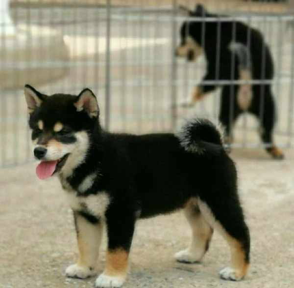Cuccioli di Shiba Inu | Foto 0