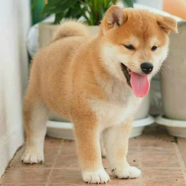 Cuccioli di Shiba Inu