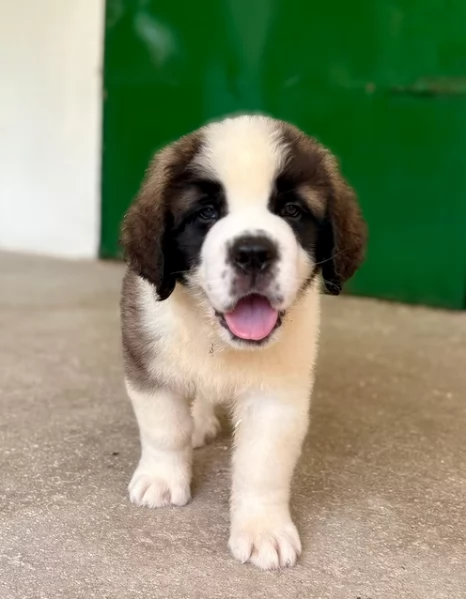 Cuccioli di San Bernardo