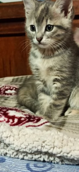 Regalo gattine nate 25/9