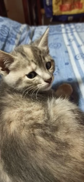 Regalo gattine nate 25/9 | Foto 2