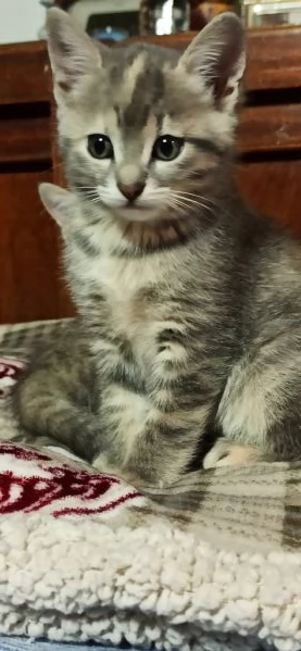 Regalo gattine nate 25/9 | Foto 1