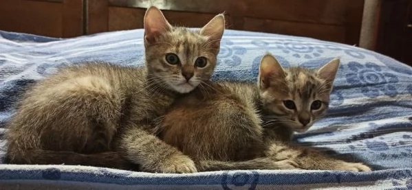 Regalo gattine nate 25/9 | Foto 0