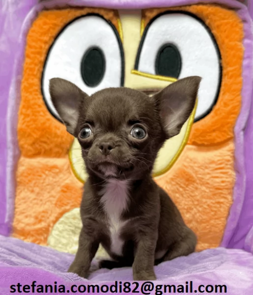 Regalo cuccioli di chihuahua Mini toy cuccioli di chihuahua mini toy  , ancora disponibili un maschi