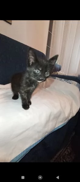 Piuma è rimasta da sola mentre suo fratello e sua sorella hanno trovato famiglia 