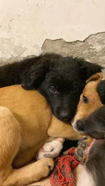 Cuccioli molto affettuosi | Foto 2