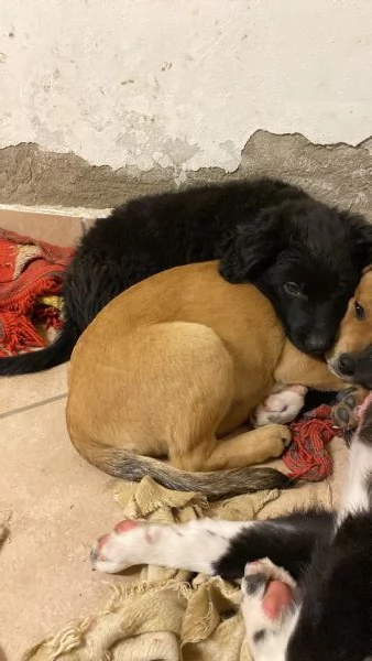 Cuccioli molto affettuosi | Foto 1