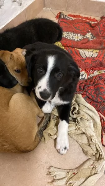 Cuccioli molto affettuosi