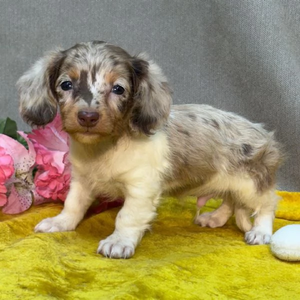 Cuccioli Speciali per Famiglie Uniche”