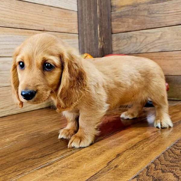 Cuccioli Speciali per Famiglie Uniche” | Foto 1