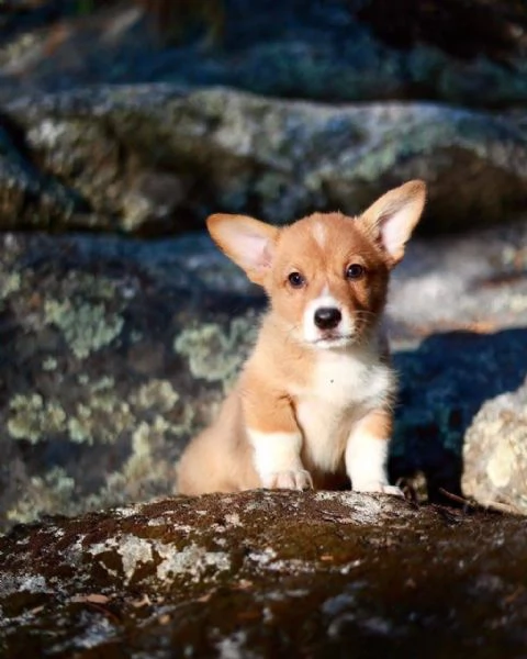 Welsh corgi– Cuccioli Maschio e Femmina