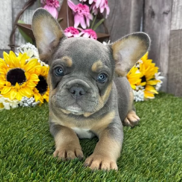 ⸻  Bulldog Francese – Cuccioli Maschio e Femmina