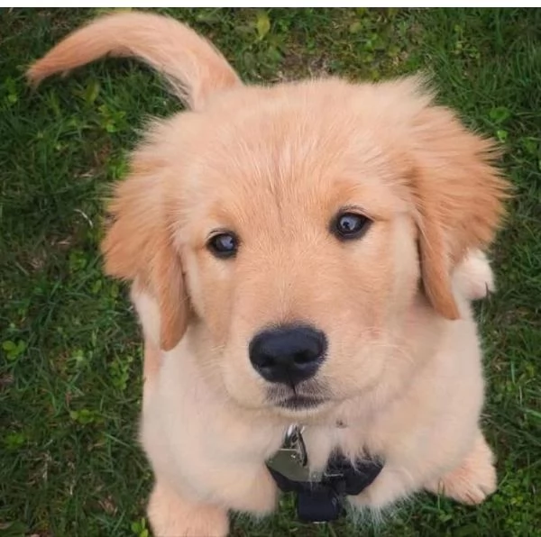 Golden Retriever – Cuccioli Maschio e Femmina