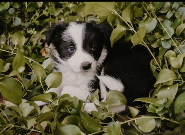 Border Collie – Cuccioli Maschio e Femmina | Foto 0