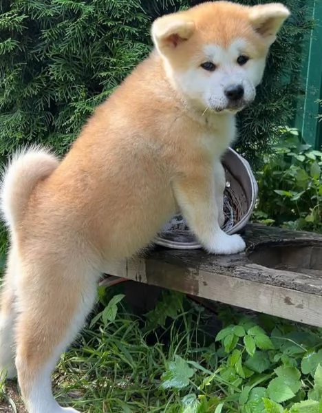AKITA INU maschio e femmina per l'adozione, sono 3 mesi di età | Foto 0