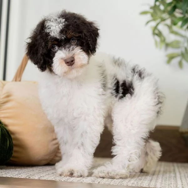 Lagotto maschio e femmina per l'adozione, sono 3 mesi di età  | Foto 0