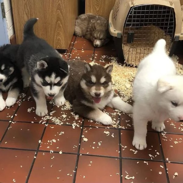 Husky maschio e femmina per l'adozione, sono 3 mesi di età 
