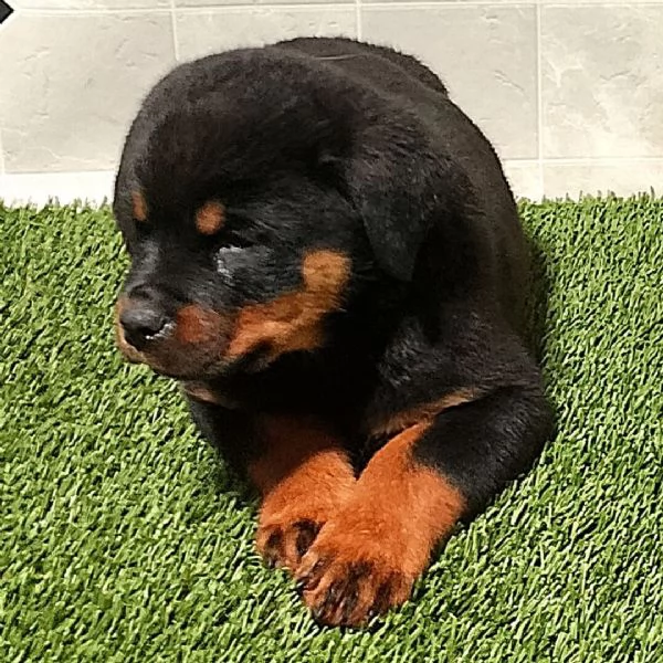 Rottweiler maschio e femmina per l'adozione, sono 3 mesi di età 