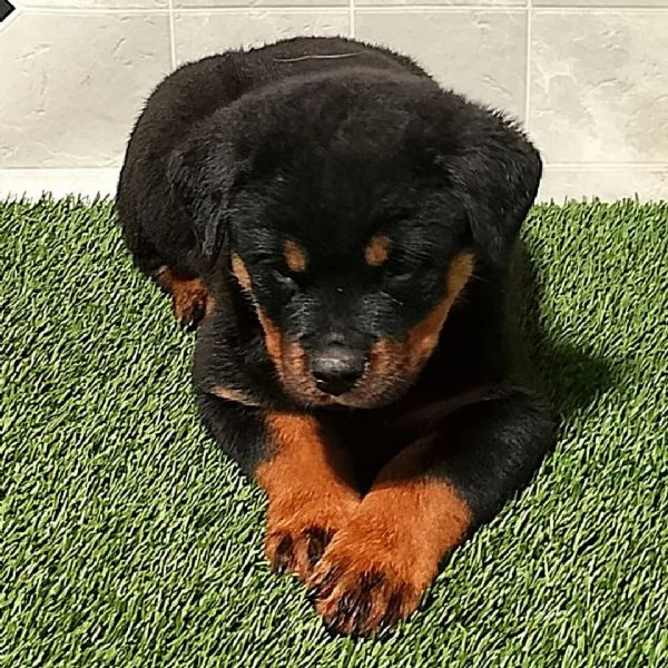 Rottweiler maschio e femmina per l'adozione, sono 3 mesi di età  | Foto 0
