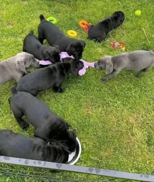  CANE CORSO CON Pedigree ENCI – Microchip – Certificato sanitario – Trasferimenti di proprietà