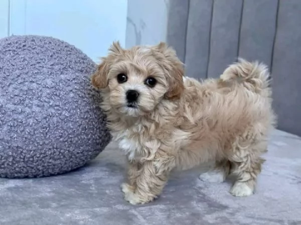  MALTIPOO Pedigree ENCI – Microchip – Certificato sanitario – Trasferimenti di proprietà