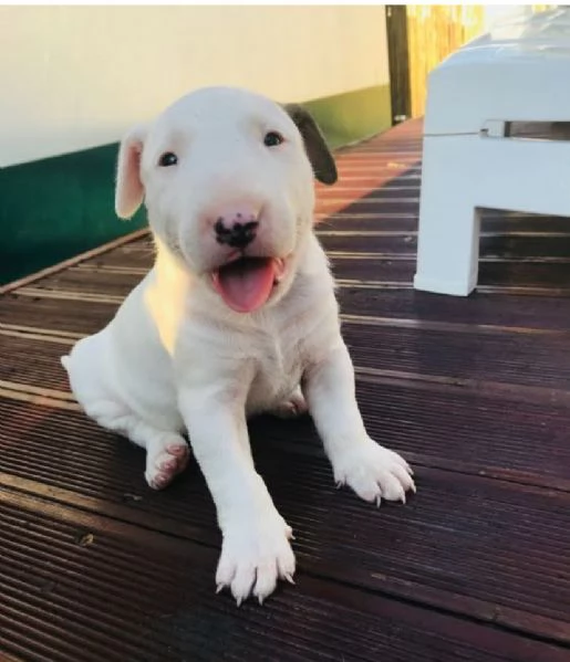 CUCCIOLO BULL TERRIER Pedigree ENCI – Microchip – Certificato sanitario