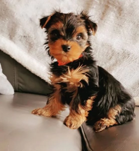  YORKIE Pedigree ENCI – Microchip – Certificato sanitario – Trasferimenti di proprietà | Foto 0