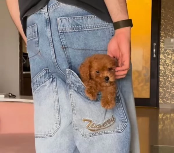 Barboncino (cuccioli maschio e femmina)