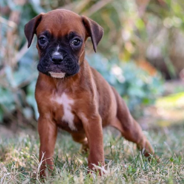 Boxer (cuccioli maschio e femmina)