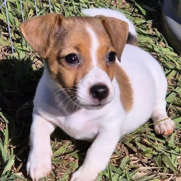 Jack Russell (cuccioli maschio e femmina)