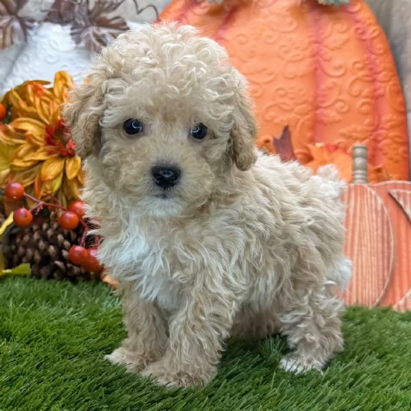 LBarboncino Toy (cuccioli maschio e femmina)