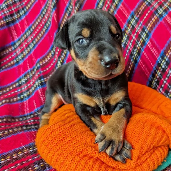  Regalo Cane Corso  con Pedigree ENCI | Foto 4