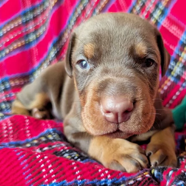  Regalo Cane Corso  con Pedigree ENCI | Foto 3