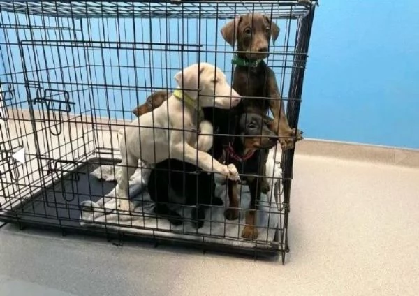  Regalo Cane Corso  con Pedigree ENCI | Foto 2