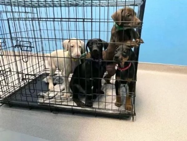  Regalo Cane Corso  con Pedigree ENCI | Foto 0