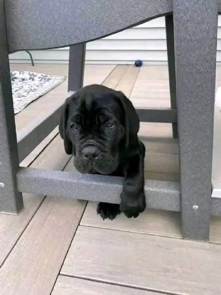 Cane Corso (cuccioli maschio e femmina) | Foto 0