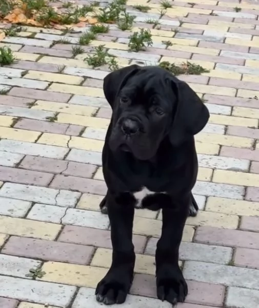 Cane Corso (cuccioli maschio e femmina)