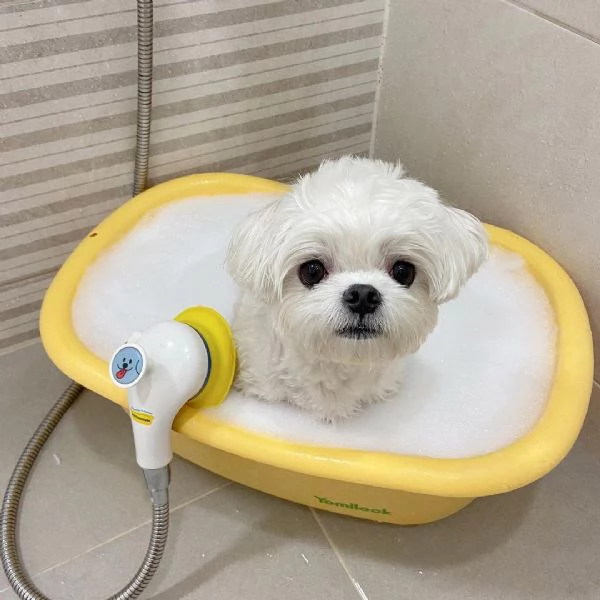 Maltese Toy (cuccioli maschio e femmina) | Foto 1