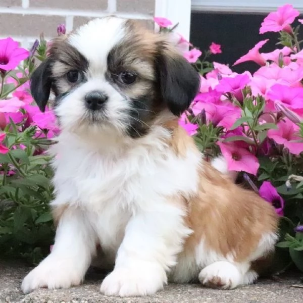 Shih Tzu Mini Toy (cuccioli maschio e femmina)
