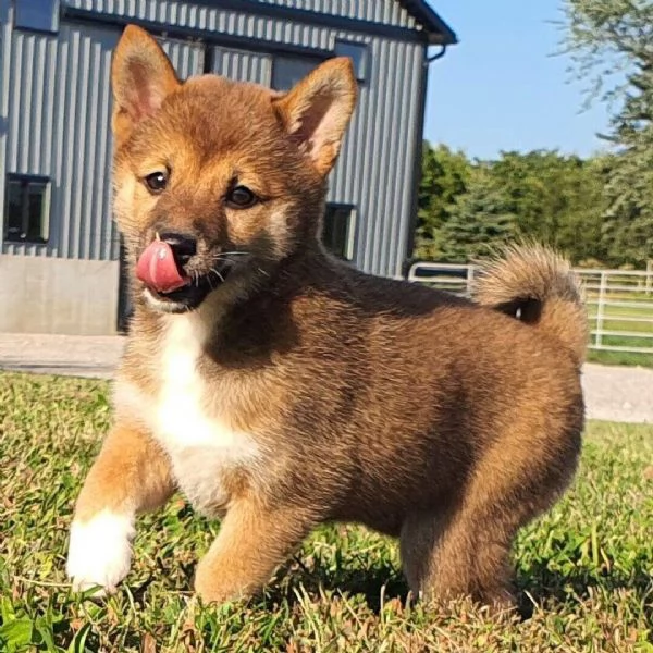 Shiba Inu (cuccioli maschio e femmina)