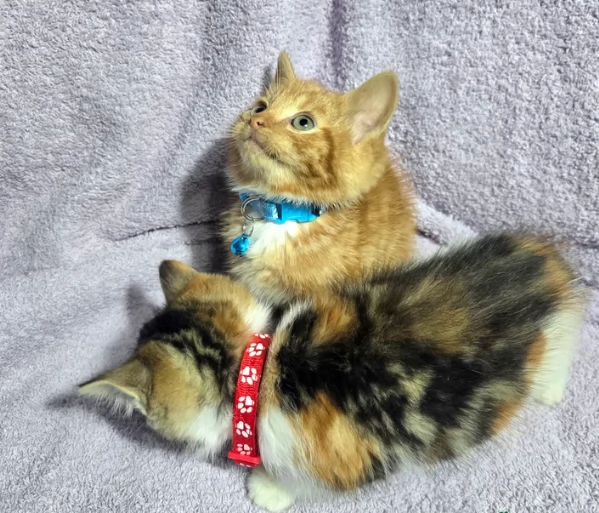 Due gattini di Siberia in adozione