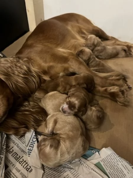Cuccioli di Cocker Spaniel  | Foto 3