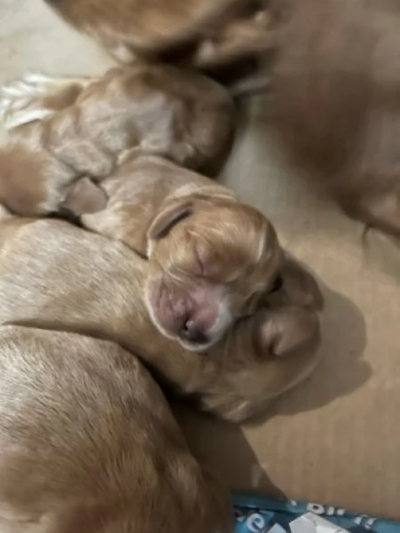Cuccioli di Cocker Spaniel  | Foto 1