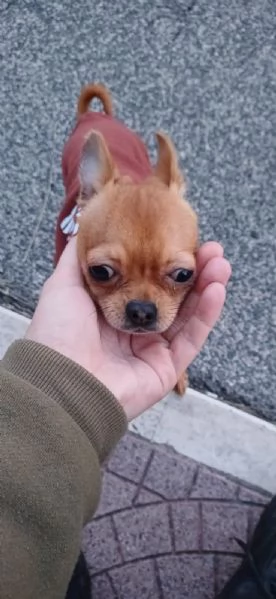 Cane Chihuahua pelo corto fulvo guinzaglio traversina 14 mesi  perfetto | Foto 4